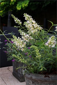 Buddleja davidii Free petite snow white Kelebek çalısı fidanı