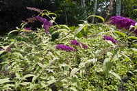 Buddleja davidii Harlequin Kelebek çalısı fidanı - 20-40 cm