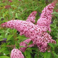 Buddleja davidii Pink delight Kelebek Çalısı fidan
