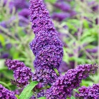 Buddleja davidii Purple emperor pyrkeep Kelebek Çalısı fidanı