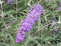 Buddleja davidii Silver lilac Kelebek Çalısı fidan