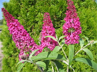 Buddleja davidii Summer beauty Kelebek Çalısı fidanı