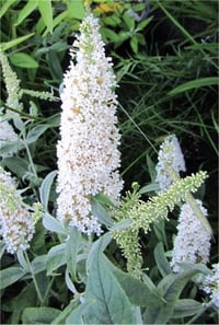 Buddleja davidii White ball Kelebek Çalısı fidanı