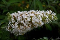Buddleja Marbled white markeep cov Kelebek Çalısı fidanı