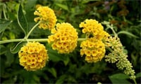 Buddleja x weyeriana Sungold Kelebek Çalısı