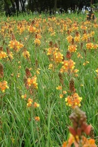 Bulbine frutescens Kedi Kuyruğu Yılan Çiçeği Fidesi