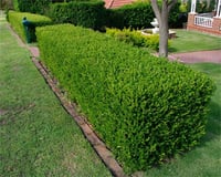 Buxus sempervirens Pyramidalis Şimşir fidanı