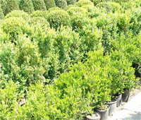 Buxus sempervirens Pyramidalis Şimşir fidanı
