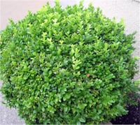 Buxus sempervirens wintergreen Şimşir fidanı