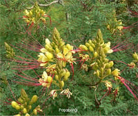 Caesalpinia gilliesii Paşa Bıyığı Padişah Sakalı fidanı