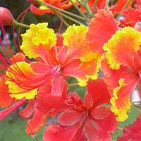 Caesalpinia pulcherrima Tavus kuşu Cennet kuşu Çiçeği fidesi