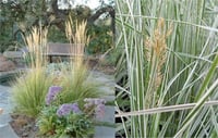 Calamagrostis acutiflora Overdam Kandıra Otu fidesi