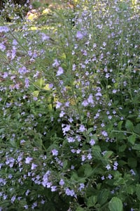Calamintha nepeta Blue Cloud Küçük Güzelnane fidesi