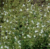 Calamintha nepeta White Cloud Küçük Güzelnane fidesi
