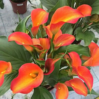 Calla, Zantedeschia Kala cala gala çiçeği patatesi, yumrusu Orange Country