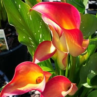 Calla, Zantedeschia Kala cala gala çiçeği patatesi, yumrusu Orania