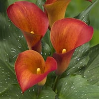 Calla, Zantedeschia Kala cala gala çiçeği patatesi, yumrusu Capt Trini