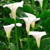 Calla, Zantedeschia Kala cala gala çiçeği patatesi, yumrusu palustris Beyaz