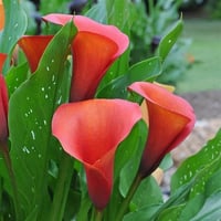 Calla, Zantedeschia Kala cala gala çiçeği patatesi, yumrusu Capt Odeon