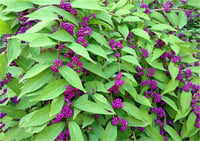 Callicarpa dichotoma Issai Güzellik Üzümü fidanı