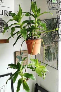 Callisia fragrans Ahtapot Çiçeği fidesi