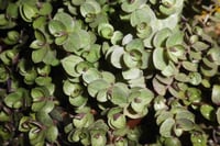 Callisia repens kalisya Ahtapot Çiçeği fidesi