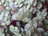 Callisia repens kalisya Ahtapot Çiçeği fidesi