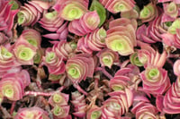 Callisia repens kalisya Ahtapot Çiçeği fidesi