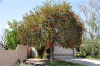 Callistemon citrinus Splendes Fırça Çalısı
