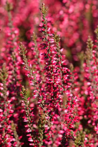 Calluna vulgaris süpürge otu, Athene