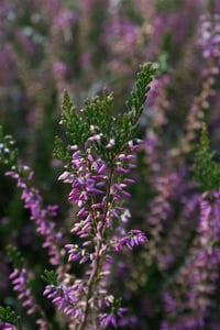 Calluna vulgaris süpürge otu, Marleen