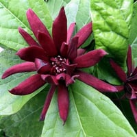 Calycanthus floridus Kadeh Çiçeği fidanı