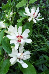 Calycanthus Venus Kadeh Çiçeği fidanı