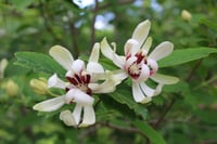 Calycanthus Venus Kadeh Çiçeği fidanı