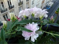 Calystegia hederacea Flore Pleno Gündüz sefası fidesi