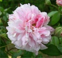 Camelia Chateau de Kamelya fidanı
