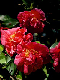 Camelia Japonıca Kramers Kamelia Kamelya fidanı