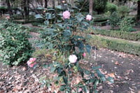 Camelia La Psalette Kamelya fidanı