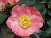 Camelia Paul Plantiveau Kamelya fidanı