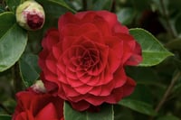 Camelia Roger Hall Kamelya fidanı