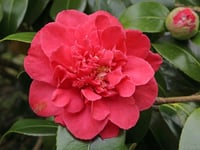 Camellia japonica Blood of China Kamelya Fidanı