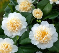 Camellia japonica Brushfields Yellow Kamelya Fidanı
