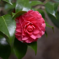 Camellia japonica Principessa Baciocchi Kamelya Fidanı