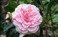 Camellia japonica William Bartlett Kamelya Fidanı