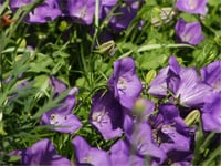 Campanula carpatica Romen çan çiçeği fidanı