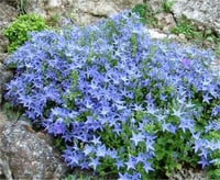 Campanula garganica Senior adriatik çan çiçeği fidesi