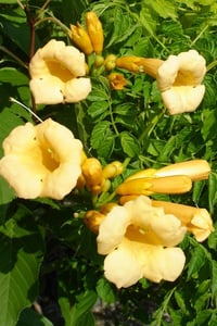 Campsis radicans Flava sarı acem borusu fidanı