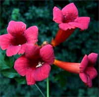 Campsis radicans Gabor Pembe Acem borusu fidanı