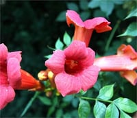 Campsis radicans Gabor Pembe Acem borusu fidanı