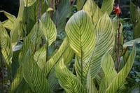 Canna Lily Bengal Tiger Kanna Kana Tesbih çiçeği fidesi